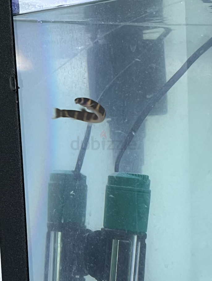 Corner Aquarium Complete set with fishes