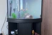 Corner Aquarium Complete set with fishes