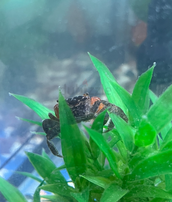 Corner Aquarium Complete set with fishes