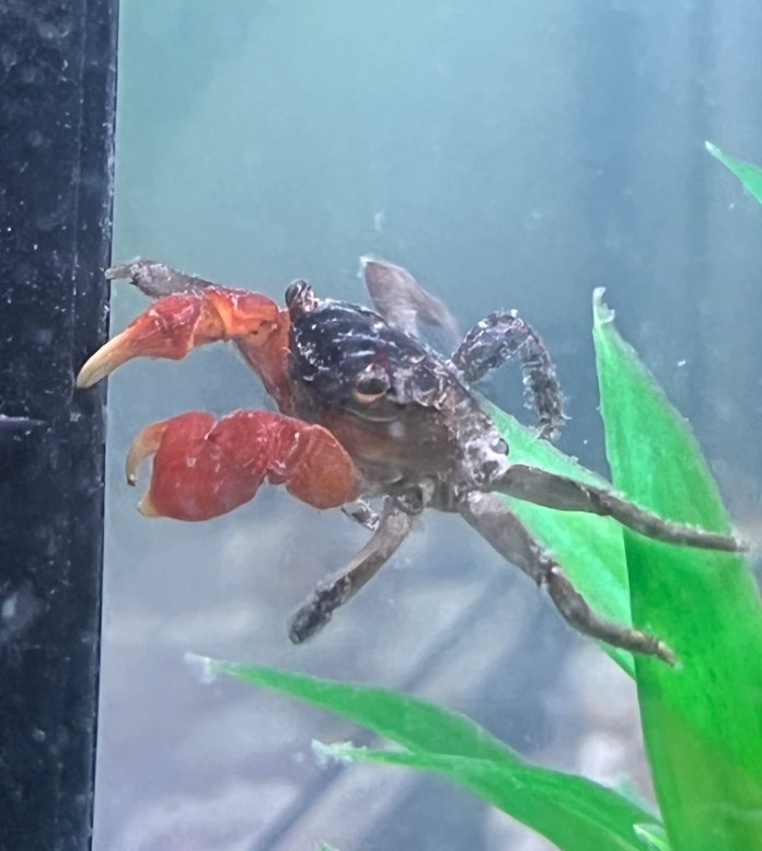 Corner Aquarium Complete set with fishes