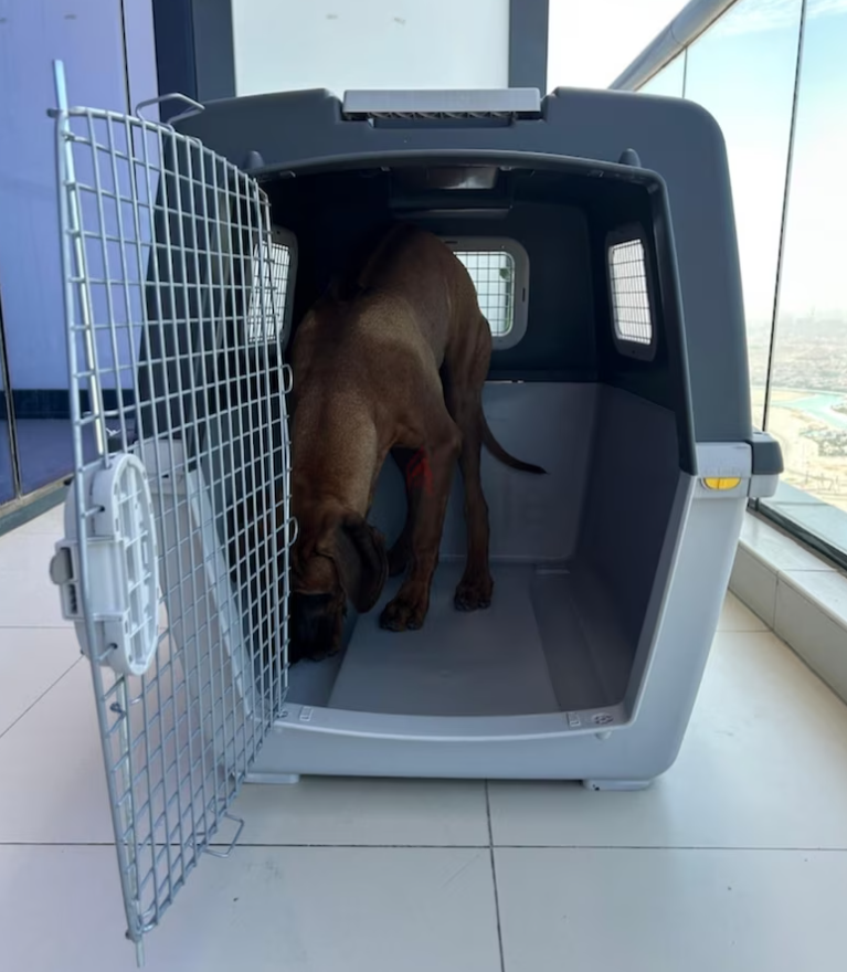 Dogs carriers for air travel urgent sale