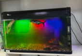 Aquarium for sale 100 cm with 7 Fishes and Filter