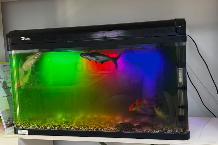 Aquarium for sale 100 cm with 7 Fishes and Filter