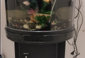 Aquarium for Sale with Fish and Accessories