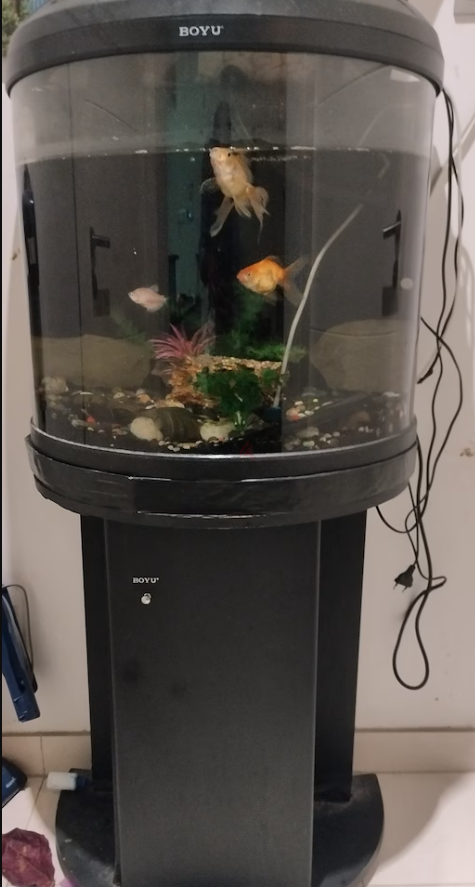 Aquarium for Sale with Fish and Accessories
