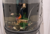 Aquarium for Sale with Fish and Accessories