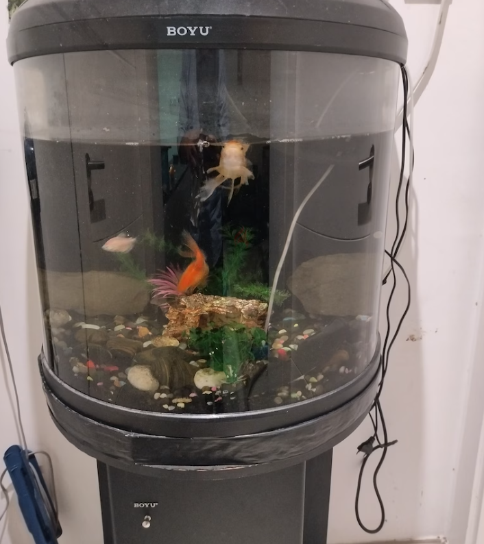 Aquarium for Sale with Fish and Accessories