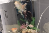 Aquarium for Sale with Fish and Accessories