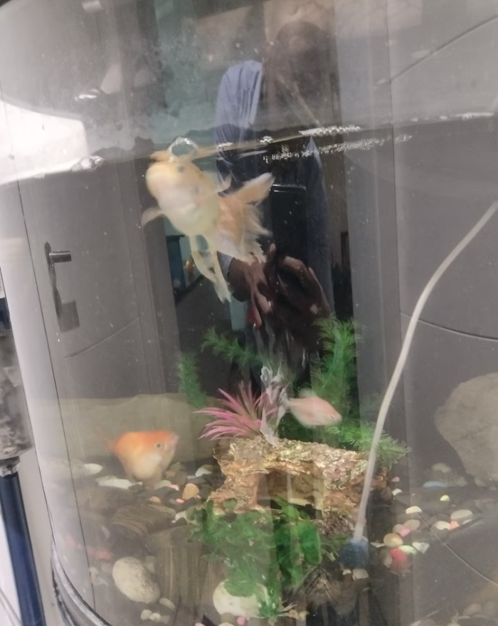 Aquarium for Sale with Fish and Accessories