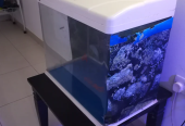 Big fish tank for sale