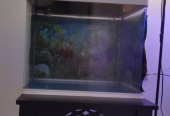 Big fish tank for sale