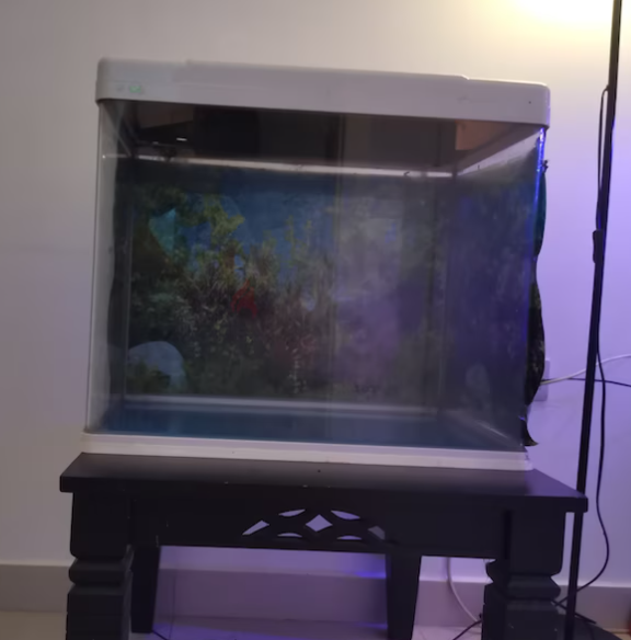 Big fish tank for sale