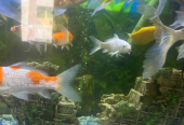 Aquariam and fishes
