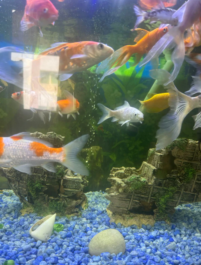 Aquariam and fishes