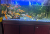 Aquariam and fishes