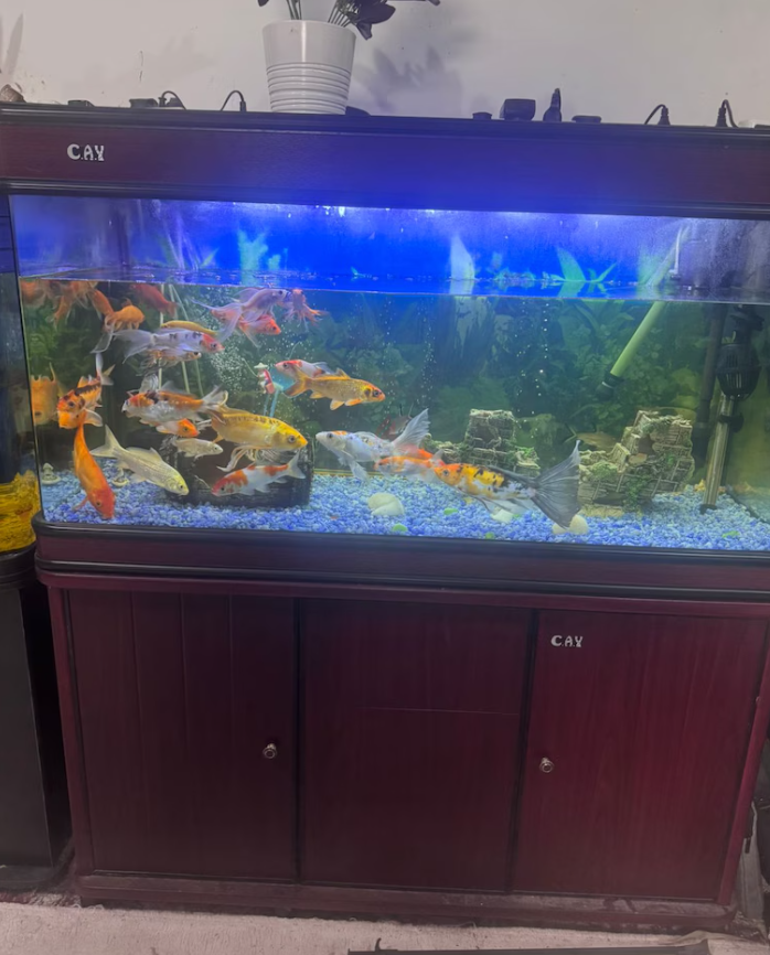 Aquariam and fishes