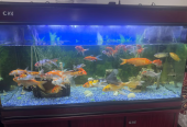 Aquariam and fishes
