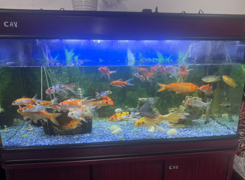 Aquariam and fishes