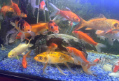Aquariam and fishes