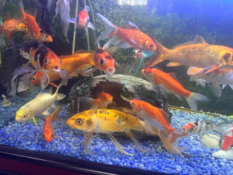 Aquariam and fishes