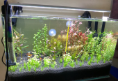 Aquarium with fishes and live plants