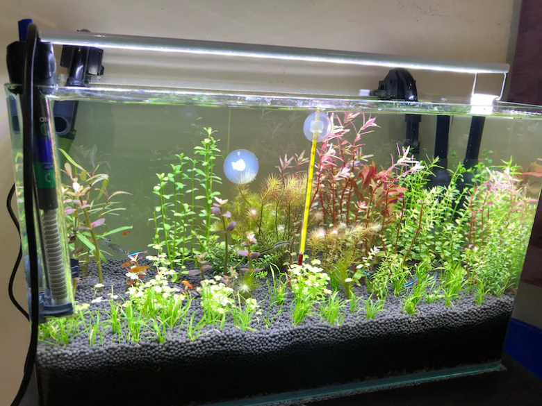Aquarium with fishes and live plants