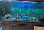 Complete Large Aquarium with Filters, Cabinet, Decorations Live Fishes