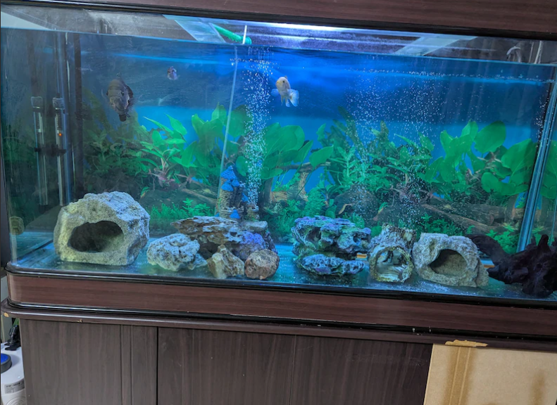 Complete Large Aquarium with Filters, Cabinet, Decorations Live Fishes