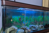 Complete Large Aquarium with Filters, Cabinet, Decorations Live Fishes