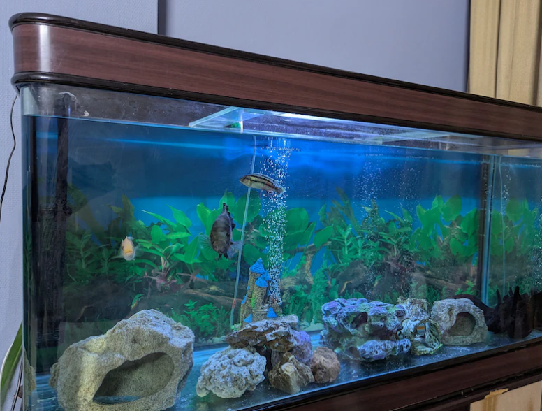 Complete Large Aquarium with Filters, Cabinet, Decorations Live Fishes