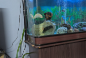 Complete Large Aquarium with Filters, Cabinet, Decorations Live Fishes