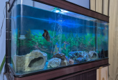 Complete Large Aquarium with Filters, Cabinet, Decorations Live Fishes