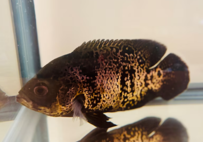 Screenshot-2025-02-06-181122