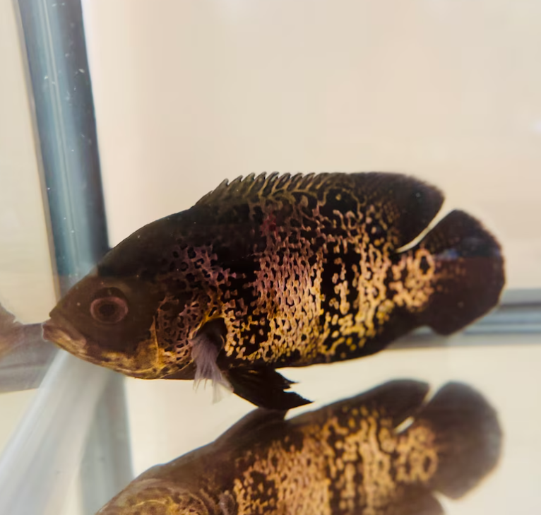 Black Oscar Fish Tank