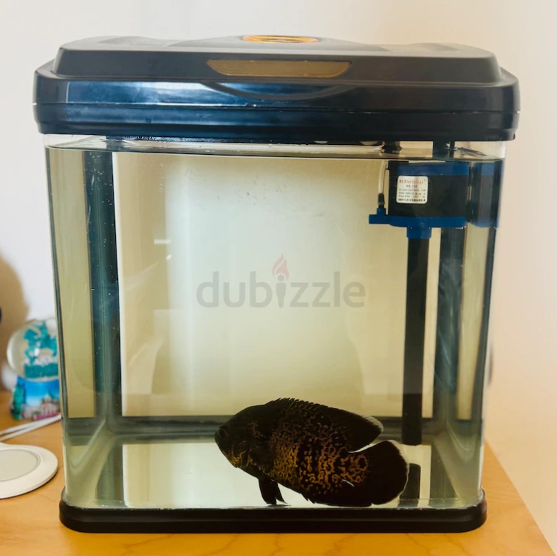 Black Oscar Fish Tank