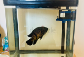 Black Oscar Fish Tank