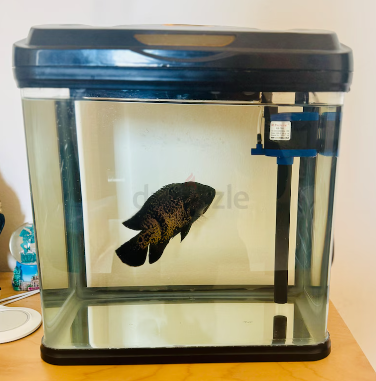 Black Oscar Fish Tank