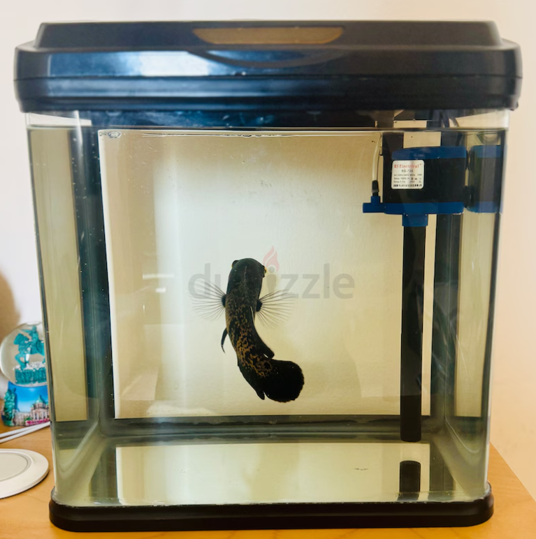 Black Oscar Fish Tank