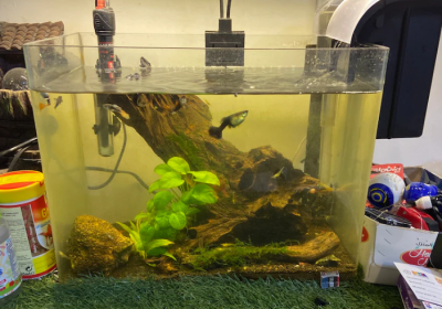 Screenshot-2025-02-06-181632