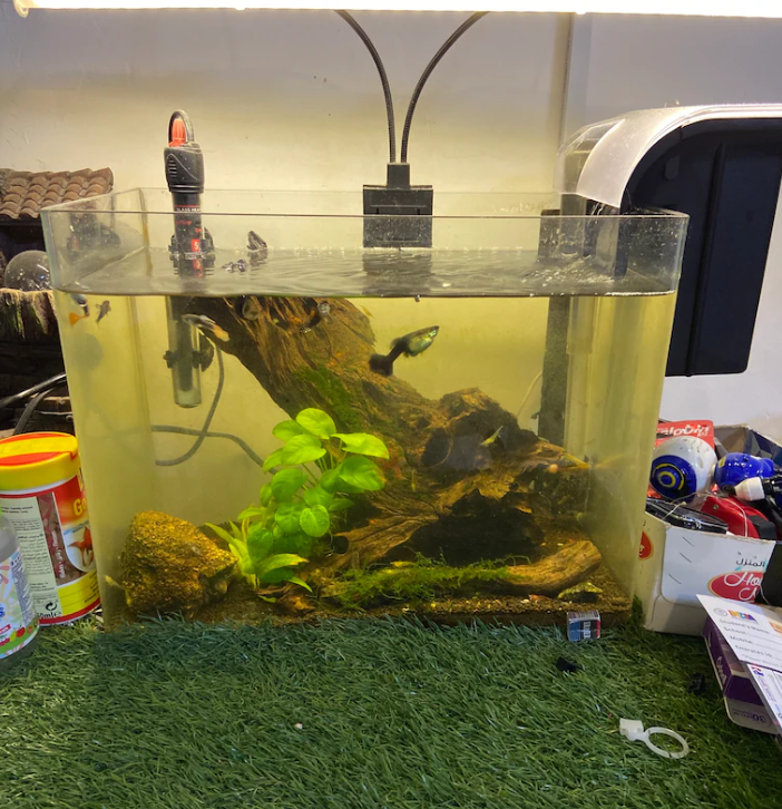 Fish tank – aquarium