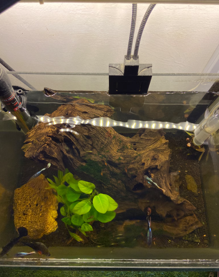 Fish tank – aquarium