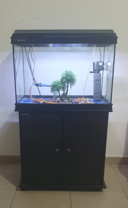 Fish aquarium