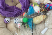Pet cat toys bundle for sale ( all new and unused)