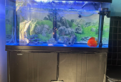 Aquarium, Fish all other accessories For Sale