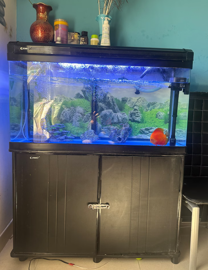 Aquarium, Fish all other accessories For Sale
