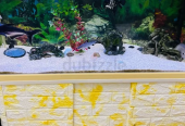 Aquarium 100cm
