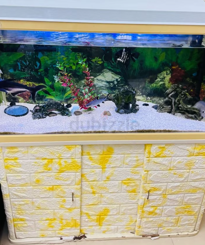 Aquarium 100cm