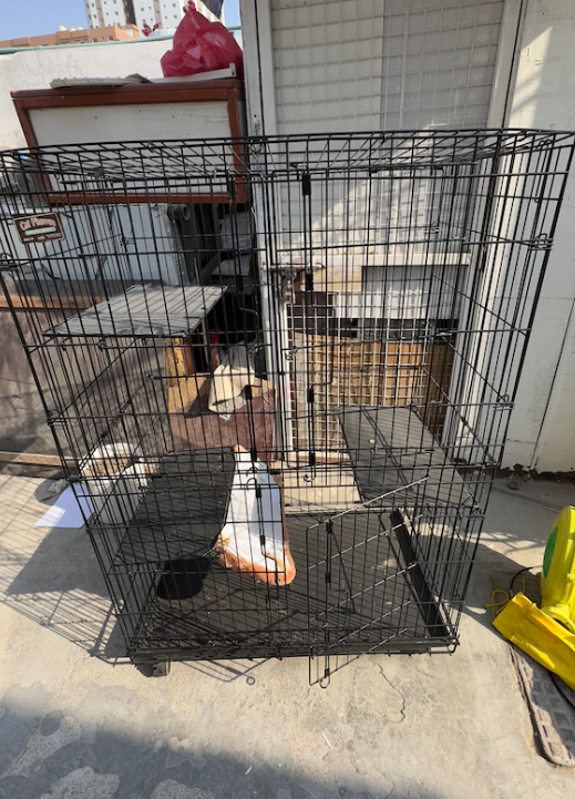 Large cage for cats/ other pets