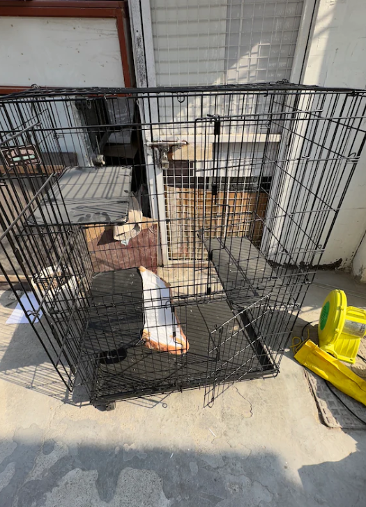 Large cage for cats/ other pets