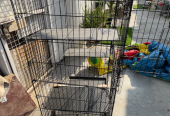 Large cage for cats/ other pets